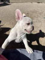 White lightening , a male French Bulldog for sale in Tucson, AZ – Photo 7 of 7
