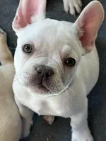 White lightening , a male French Bulldog for sale in Tucson, AZ – Photo 1 of 7