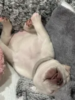 White lightening , a male French Bulldog for sale in Tucson, AZ – Photo 5 of 7