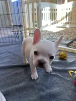 White lightening , a male French Bulldog for sale in Tucson, AZ – Photo 4 of 7