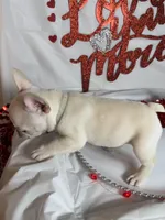 White lightening , a male French Bulldog for sale in Tucson, AZ – Photo 3 of 7