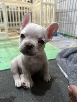 White lightening , a male French Bulldog for sale in Tucson, AZ – Photo 2 of 7