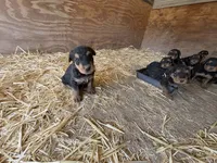 Frank, a male Airedale Terrier for sale in Mcintosh, NM – 3 of 3