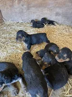 Frank, a male Airedale Terrier for sale in Mcintosh, NM – 2 of 3
