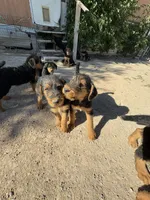 Jill, a female Airedale Terrier for sale in Mcintosh, NM – 2 of 4