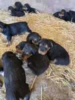 Sallie, a female Airedale Terrier for sale in Mcintosh, NM – 5 of 5