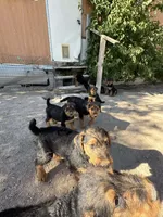 Jill, a female Airedale Terrier for sale in Mcintosh, NM – 3 of 4