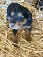 Sallie, a female Airedale Terrier for sale in Mcintosh, NM – 3 of 5