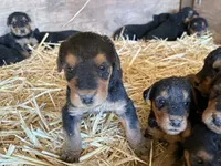 Frank, a male Airedale Terrier for sale in Mcintosh, NM – 1 of 3