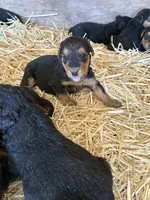 Sallie, a female Airedale Terrier for sale in Mcintosh, NM – 2 of 5