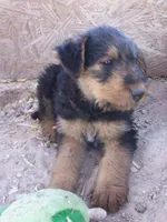 Rocco, a male Airedale Terrier for sale in Mcintosh, NM – 2 of 2
