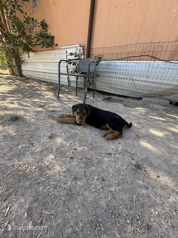 Jill – Airedale Terrier puppy for sale in Mcintosh, NM