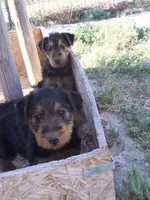 Sallie, a female Airedale Terrier for sale in Mcintosh, NM – 2 of 2
