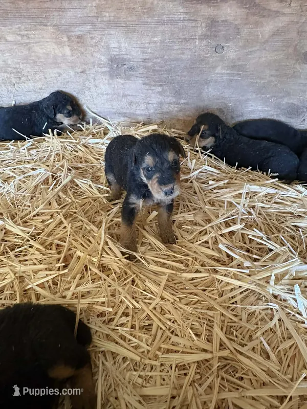 Sallie – Airedale Terrier puppy for sale in Mcintosh, NM