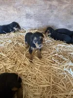 Sallie, a female Airedale Terrier for sale in Mcintosh, NM – 1 of 5