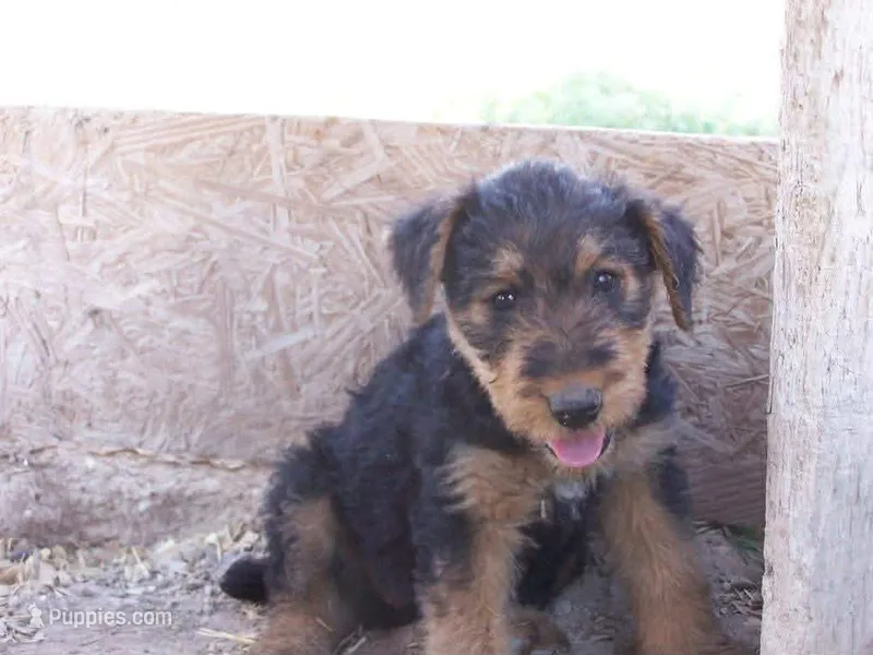 Sallie – Airedale Terrier puppy for sale in Mcintosh, NM