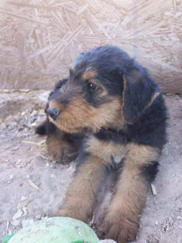 Frank – Airedale Terrier puppy for sale in Mcintosh, NM