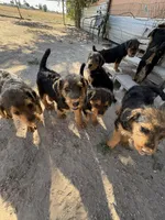 Jack, a male Airedale Terrier for sale in Mcintosh, NM – 2 of 4