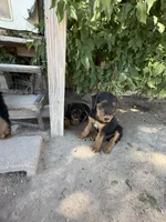 Jack, a male Airedale Terrier for sale in Mcintosh, NM – 1 of 4