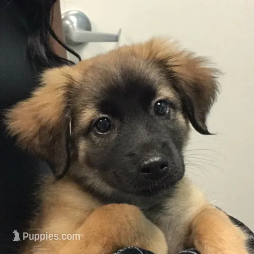 Gracie – German Shepherd Dog, Maltese puppy for sale in Bear, DE