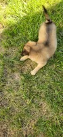 Gracie, a female German Shepherd Dog and Maltese for sale in Bear, DE – 3 of 5