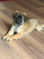 Gracie, a female German Shepherd Dog and Maltese for sale in Bear, DE – 2 of 5