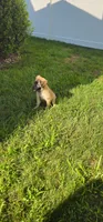 Gracie, a female German Shepherd Dog and Maltese for sale in Bear, DE – 4 of 5
