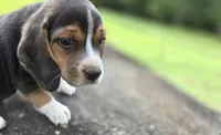 Mr. Beagle, a male Beagle for sale in Asheboro, NC – 7 of 10