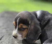 Mr. Beagle, a male Beagle for sale in Asheboro, NC – 5 of 10