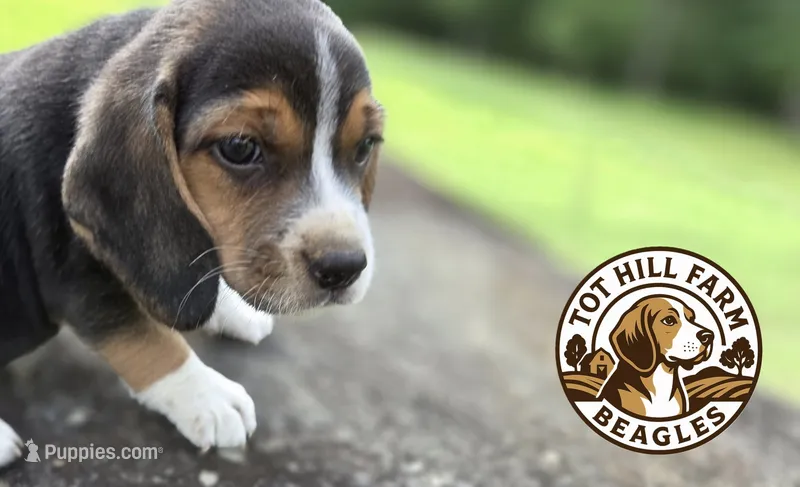 Mr. Beagle – Beagle puppy for sale in Asheboro, NC