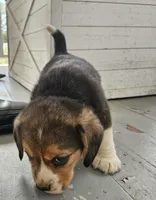 Buddy Jr., a male Beagle for sale in Asheboro, NC – Photo 4 of 10