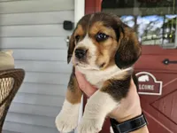 Buddy Jr., a male Beagle for sale in Asheboro, NC – Photo 3 of 10