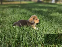 Buddy Jr., a male Beagle for sale in Asheboro, NC – Photo 7 of 10