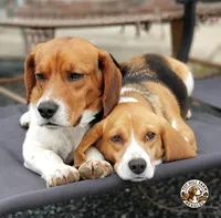 Buddy Jr., a male Beagle for sale in Asheboro, NC – Photo 10 of 10