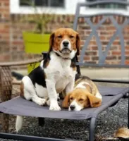 Buddy Jr., a male Beagle for sale in Asheboro, NC – Photo 8 of 10