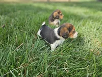 Buddy Jr., a male Beagle for sale in Asheboro, NC – Photo 6 of 10
