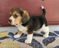 Buddy Jr., a male Beagle for sale in Asheboro, NC – Photo 1 of 10