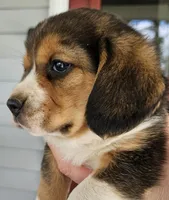 Buddy Jr., a male Beagle for sale in Asheboro, NC – Photo 2 of 10