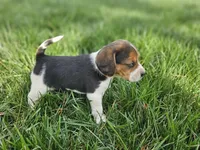 Maggie's girl, a female Beagle for sale in Asheboro, NC – Photo 1 of 8