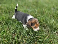 Maggie's girl, a female Beagle for sale in Asheboro, NC – Photo 3 of 8