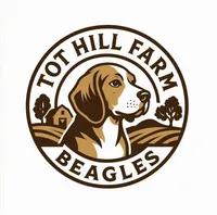 Maggie's girl, a female Beagle for sale in Asheboro, NC – Photo 4 of 8