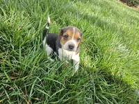 Maggie's girl, a female Beagle for sale in Asheboro, NC – Photo 5 of 8