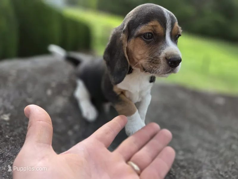 Mr. Beagle – Beagle puppy for sale in Asheboro, NC