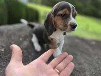 Mr. Beagle, a male Beagle for sale in Asheboro, NC – 4 of 10