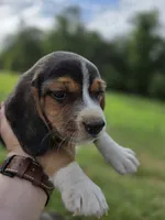 Mr. Beagle, a male Beagle for sale in Asheboro, NC – 9 of 10