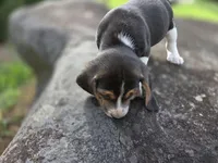 Mr. Beagle, a male Beagle for sale in Asheboro, NC – 6 of 10