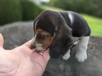Mr. Beagle, a male Beagle for sale in Asheboro, NC – 8 of 10