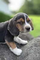 Mr. Beagle, a male Beagle for sale in Asheboro, NC – 10 of 10