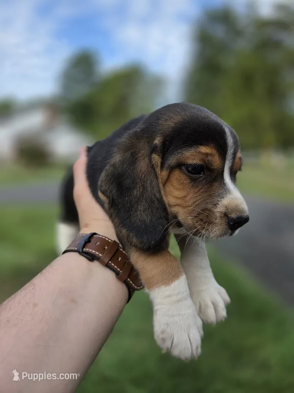 Mr. Beagle – Beagle puppy for sale in Asheboro, NC