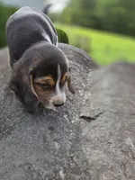 Mr. Beagle, a male Beagle for sale in Asheboro, NC – 3 of 10